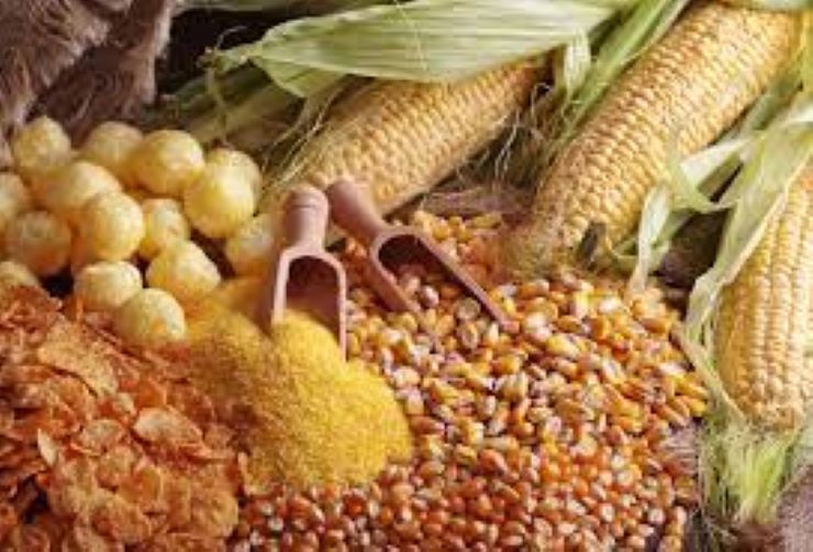 Maize