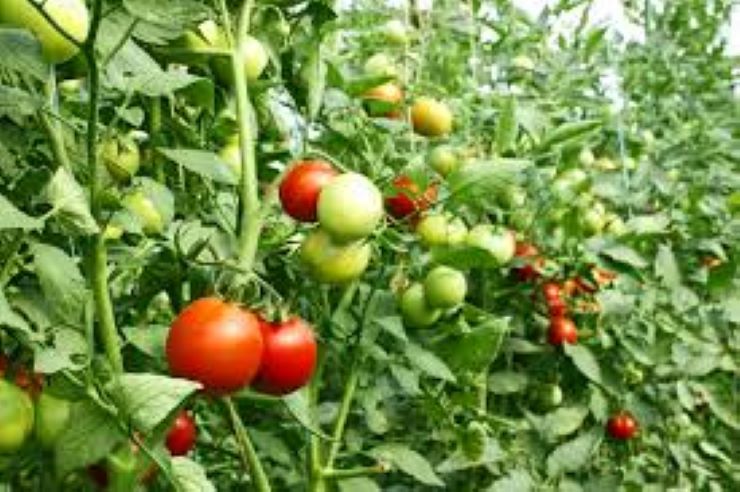 Tomato